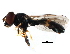  ( - BIOUG01475-F12)  @13 [ ] CreativeCommons - Attribution (2012) CBG Photography Group Centre for Biodiversity Genomics