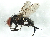  ( - BIOUG01544-D01)  @13 [ ] CreativeCommons - Attribution (2012) CBG Photography Group Centre for Biodiversity Genomics