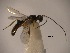  (Allorhogas crassifemur - Cham-0042)  @13 [ ] Copyright  V. De Jesus-Bonilla and A. Zaldivar-Riveron Unspecified