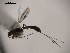  (Curtisella sp - Cham0502)  @12 [ ] Copyright  V. De Jesus-Bonilla and A. Zaldivar-Riveron Unspecified