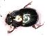  (Onthophagus aff. clypeatus - RE21-KP1- COL-0021)  @11 [ ] CreativeCommons  Attribution Non-Commercial (by-nc (2024) Unspecified Technische Universität Darmstadt