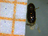  (Hypothenemus sp. Her75CNB - RE21-AF1-SCO-0266)  @11 [ ] by-nc-sa (2023) Unspecified University of Würzburg