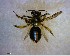  ( - BIOUG07489-A07)  @12 [ ] CreativeCommons - Attribution (2013) Caitlin Paterson Centre for Biodiversity Genomics