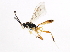  ( - ASGLE2-0559)  @12 [ ] CreativeCommons - Attribution (2010) CBG Photography Group Centre for Biodiversity Genomics
