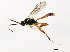  ( - ASGLE2-0563)  @12 [ ] CreativeCommons - Attribution (2010) CBG Photography Group Centre for Biodiversity Genomics