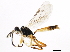  ( - ASGLE2-0571)  @13 [ ] CreativeCommons - Attribution (2010) CBG Photography Group Centre for Biodiversity Genomics