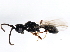  ( - ASGLE2-0239)  @12 [ ] CreativeCommons - Attribution (2011) CBG Photography Group Centre for Biodiversity Genomics