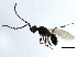  ( - ASGLE2-0257)  @13 [ ] CreativeCommons - Attribution (2011) CBG Photography Group Centre for Biodiversity Genomics