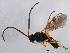  ( - ASGLE-0077)  @12 [ ] CreativeCommons - Attribution (2011) CBG Photography Group Centre for Biodiversity Genomics