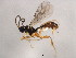  ( - ASGLE-0274)  @13 [ ] CreativeCommons - Attribution (2011) CBG Photography Group Centre for Biodiversity Genomics