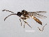 ( - ASGLE-0356)  @13 [ ] CreativeCommons - Attribution (2011) CBG Photography Group Centre for Biodiversity Genomics