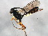  ( - ASGLE-0503)  @14 [ ] CreativeCommons - Attribution (2011) CBG Photography Group Centre for Biodiversity Genomics