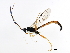  (Dolichomitus irritator - ASGLE-0740)  @14 [ ] CreativeCommons - Attribution (2011) CBG Photography Group Centre for Biodiversity Genomics