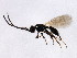  ( - ASGLE-0772)  @12 [ ] CreativeCommons - Attribution (2010) CBG Photography Group Centre for Biodiversity Genomics