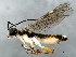  ( - ASGLE-0960)  @12 [ ] CreativeCommons - Attribution (2011) CBG Photography Group Centre for Biodiversity Genomics