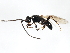  ( - ASGLE-1211)  @13 [ ] CreativeCommons - Attribution (2011) CBG Photography Group Centre for Biodiversity Genomics