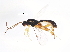 ( - ASGLE2-0153)  @13 [ ] CreativeCommons - Attribution (2011) CBG Photography Group Centre for Biodiversity Genomics