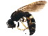  ( - BIOUG00910-C04)  @14 [ ] CreativeCommons - Attribution (2011) CBG Photography Group Centre for Biodiversity Genomics