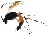  ( - BIOUG00910-C10)  @12 [ ] CreativeCommons - Attribution (2011) CBG Photography Group Centre for Biodiversity Genomics