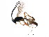  ( - BIOUG00910-C11)  @12 [ ] CreativeCommons - Attribution (2011) CBG Photography Group Centre for Biodiversity Genomics