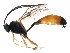  ( - BIOUG00910-D05)  @14 [ ] CreativeCommons - Attribution (2011) CBG Photography Group Centre for Biodiversity Genomics