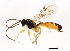 (Sussaba dorsalis - BIOUG00988-H07)  @14 [ ] CreativeCommons - Attribution (2011) CBG Photography Group Centre for Biodiversity Genomics