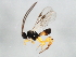  ( - BIOUG00989-A04)  @12 [ ] CreativeCommons - Attribution (2011) CBG Photography Group Centre for Biodiversity Genomics