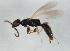  (Laelius femoralis - BIOUG00989-B10)  @14 [ ] CreativeCommons - Attribution (2011) CBG Photography Group Centre for Biodiversity Genomics