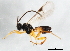  ( - BIOUG00989-F09)  @13 [ ] CreativeCommons - Attribution (2011) CBG Photography Group Centre for Biodiversity Genomics