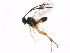  ( - BIOUG00991-C01)  @12 [ ] CreativeCommons - Attribution (2011) CBG Photography Group Centre for Biodiversity Genomics