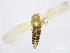  ( - BIOUG00906-A05)  @13 [ ] CreativeCommons - Attribution (2011) CBG Photography Group Centre for Biodiversity Genomics
