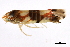  ( - BIOUG00906-D03)  @13 [ ] CreativeCommons - Attribution (2011) CBG Photography Group Centre for Biodiversity Genomics