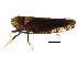  ( - BIOUG00901-C06)  @11 [ ] CreativeCommons - Attribution (2011) CBG Photography Group Centre for Biodiversity Genomics