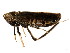  ( - BIOUG00901-F11)  @11 [ ] CreativeCommons - Attribution (2011) CBG Photography Group Centre for Biodiversity Genomics