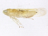  (Empoa albicans - BIOUG00906-E01)  @13 [ ] CreativeCommons - Attribution (2011) CBG Photography Group Centre for Biodiversity Genomics