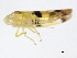  ( - BIOUG00906-E05)  @12 [ ] CreativeCommons - Attribution (2011) CBG Photography Group Centre for Biodiversity Genomics