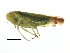  ( - BIOUG00936-D09)  @13 [ ] CreativeCommons - Attribution (2011) CBG Photography Group Centre for Biodiversity Genomics