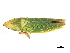  ( - BIOUG00937-C04)  @13 [ ] CreativeCommons - Attribution (2011) CBG Photography Group Centre for Biodiversity Genomics