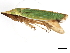 ( - BIOUG00937-C05)  @15 [ ] CreativeCommons - Attribution (2011) CBG Photography Group Centre for Biodiversity Genomics