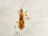  (Hoplistoscelis pallescens - BIOUG00937-C09)  @12 [ ] CreativeCommons - Attribution (2011) CBG Photography Group Centre for Biodiversity Genomics