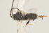  ( - DHJPAR0024715)  @12 [ ] CreativeCommons - Attribution Non-Commercial Share-Alike (2015) Jose L. Fernandez-Triana Canadian National Collection