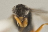  ( - DHJPAR0025426)  @12 [ ] CreativeCommons - Attribution Non-Commercial Share-Alike (2015) Jose L. Fernandez-Triana Canadian National Collection