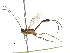  (Meniscomorpha Janzen43 - DHJPAR0057809)  @11 [ ] CreativeCommons - Attribution (2018) CBG Photography Group Centre for Biodiversity Genomics