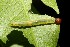  ( - 12-SRNP-42144)  @12 [ ] CreativeCommons - Attribution Non-Commercial Share-Alike (2013) Daniel H. Janzen Guanacaste Dry Forest Conservation Fund