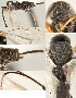  ( - DHJPAR0038204)  @12 [ ] CreativeCommons  Attribution Non-Commercial Share-Alike (2018) Jose Fernandez-Triana Canadian National Collection of Insects, Arachnids and Nematodes