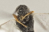  ( - DHJPAR0038204)  @12 [ ] CreativeCommons - Attribution Non-Commercial Share-Alike (2015) Jose L. Fernandez-Triana Canadian National Collection