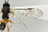  ( - DHJPAR0038264)  @12 [ ] CreativeCommons - Attribution Non-Commercial Share-Alike (2015) Jose L. Fernandez-Triana Canadian National Collection