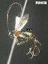  ( - DHJPAR0039160)  @11 [ ] CreativeCommons Attribution NonCommercial ShareAlike (2021) M. J. Sharkey University of Kentucky