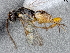  ( - DHJPAR0031765)  @12 [ ] CreativeCommons - Attribution Non-Commercial Share-Alike (2015) Jose L. Fernandez-Triana Canadian National Collection