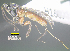  (Aerophilus nicklaphami - DHJPAR0055983)  @11 [ ] CreativeCommons - Attribution Share-Alike (2021) Unspecified University of Kentucky, Hymenoptera Institute Collection